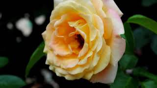 IRIS - Biagio Antonacci - ROSANNA