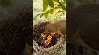 Download lagu Induk Burung Memberi Makan Anak-Anaknya yang Lapar π£ Momen Alam yang Mengharukan #burung #raks #alam mp3 Download lagu Induk Burung Memberi Makan Anak-Anaknya yang Lapar π£ Momen Alam yang Mengharukan #burung #raks #alam mp3