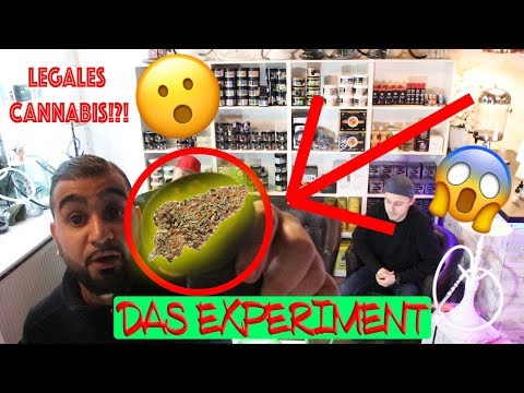 DAS EXPERIMENT || LEGALES CANNABIS?!? || DAMPFMEISTER TV