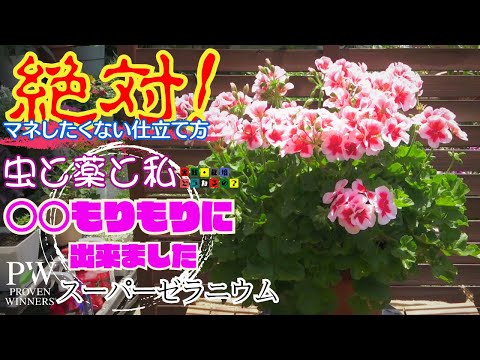 2023年のゼラニウムの露出は？