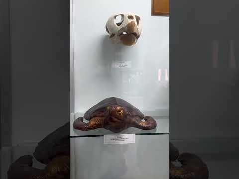 Y tu sabias que existe este museo en Nueva esparta venezuela  ? #humor #yosoydelos7mil #comedia