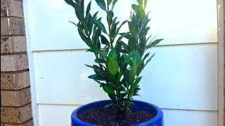 How to grow a Bay Tree