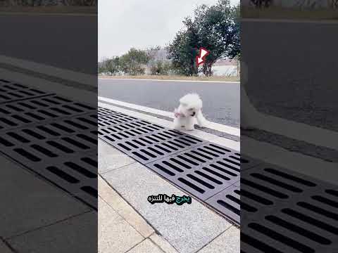 الكلب الصغير يتغلب على خوفه 🐶💪