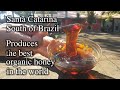 Brazil Produces The Best Organic Honey In The World