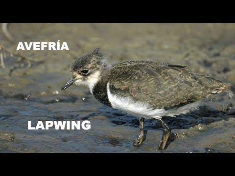 AVEFRÍA | LAPWING | Vanellus vanellus