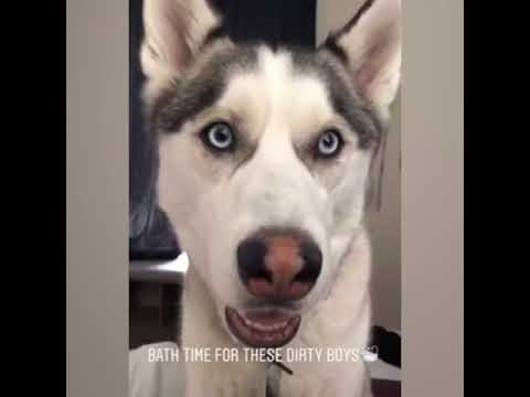 download lagu mp3 mp4 Huskey Com, download lagu Huskey Com gratis, unduh video klip Huskey Com