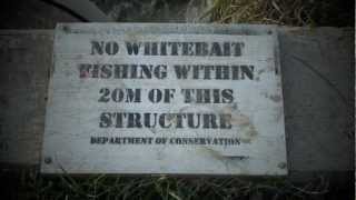 Whitebait at Floodgates Whakatane NZ