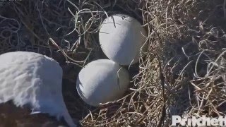 SWFL 01-25-16 08:57 Nice hole in egg and beak is to see