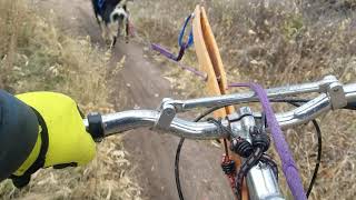 Canine dryland scootering with Bandit and Tipler at South Valley Park, Jefferson County Open Space