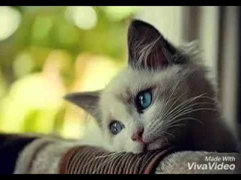 Hyper Act - Takkan pergi