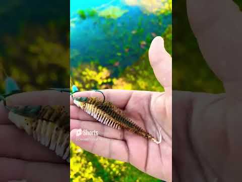 Yoto Worm Quick Review #shorts #bassfishing #fishing #yotoworm