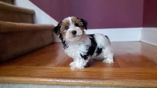 Video preview image #20  Breeder Profile in MARIETTA, GA, USA