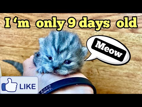 This little baby Scottish Fold kitten is only 9 days old / Шотландец котёнок 9 дней от роду