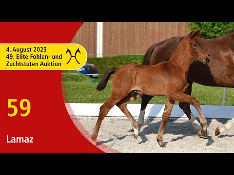 49th Verden Elite Foal -OnLive-Auction- Aug. 4th, No. 59 Lamaz by Las Vegas (NLD) - Don Olymbrio L