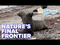 Up Close With Antarctica S Wild Side Getaway