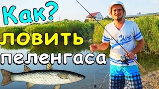 Как поймать пеленгаса на удочки