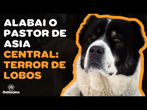 ALABAI (PASTOR DE ASIA CENTRAL) 9 COSAS que debes SABER