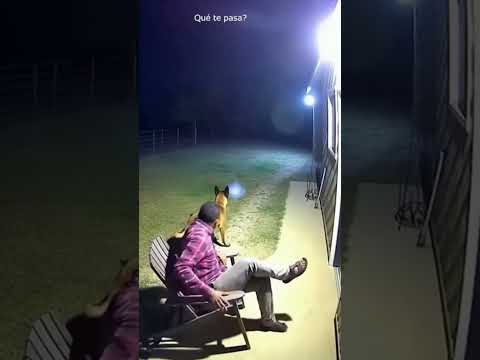 perro protege a su dueño del peligro #animales #mascotas #naturaleza #perros #dog #mundoanimal #ias