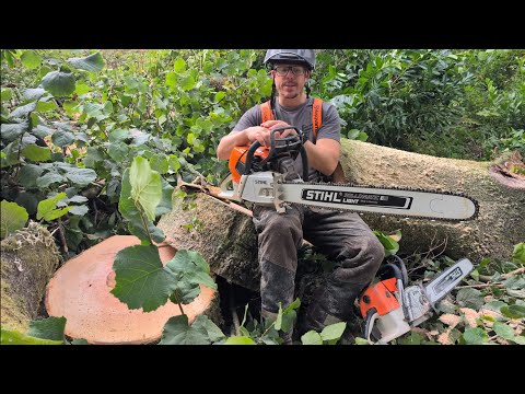 Stihl 064 vs. Stihl 661 – überraschende Ergebnisse! Große Profi-Kettensägen!