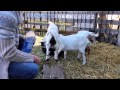 Fainting Farms Bottle Feed