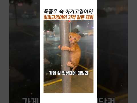 폭풍우속 아기고양이와 어미고양이의 기적같은재회