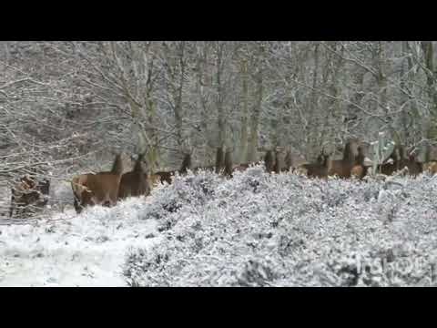 animal beautiful video Tasleem akhter