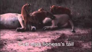 Drive in Kruger National Park (Part 5 of 7)