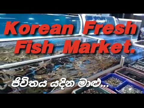 Fresh Fish market in south korea. #JK013