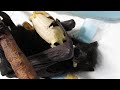 Batty Barney S Banana Bear Hug