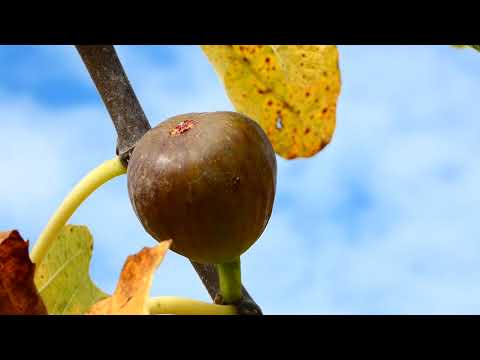 Wespen Feige HBLFA Schönbrunn Außenstelle Jägerhausgasse Rundgang Sorten Superzoom fz80/82/83