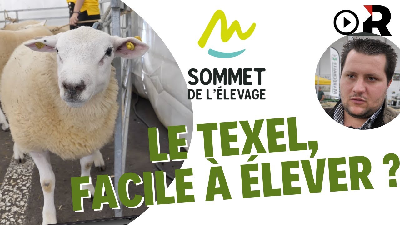 Le mouton Texel au Concours interrégional du Sommet de l'élevage