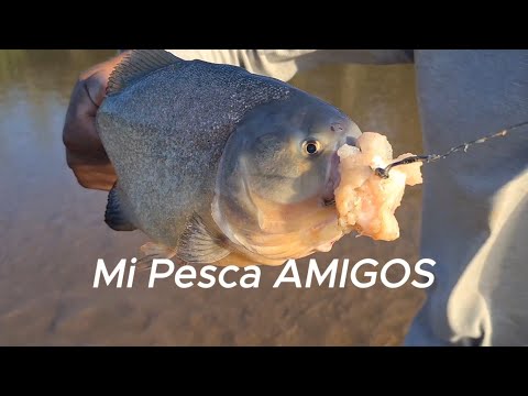 RIO PEQUEÑO PERO CON VARIEDAD LLENO DE PECES VILLA TUNARI EL TROPICO DE COCHABAMBA BOLIVIA
