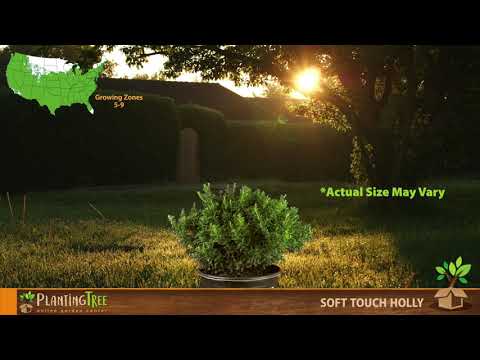 Soft Touch Holly | Soft Touch Holly for Sale | PlantingTree™