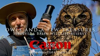Budget friendly wildlife rig -  Canon R50, RF 100-400mm lens - Owls and other wildlife treasure!