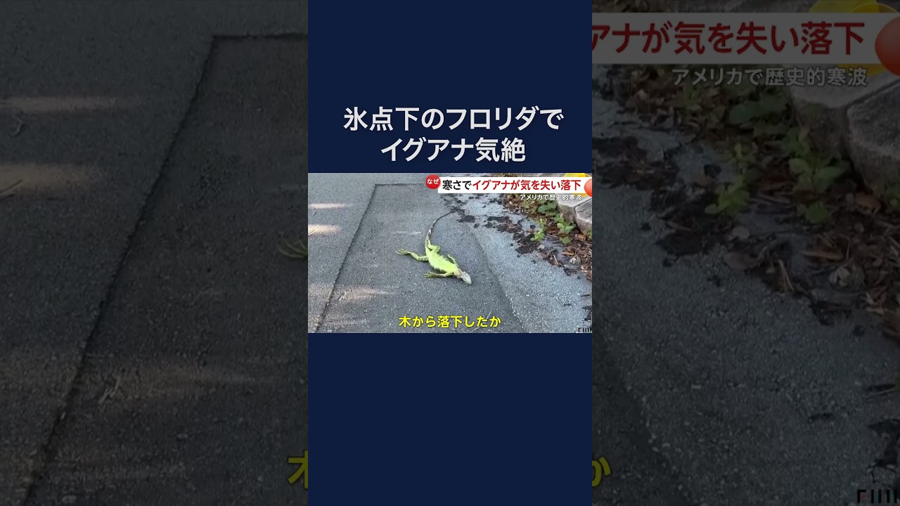 寒さでイグアナが相次いで落下…アメリカで歴史的寒波 #shorts