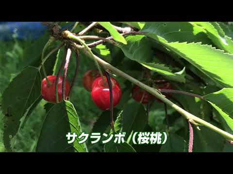 【福井県立大学】創造農学科　松本 大生 准教授