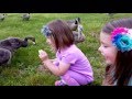 Kids Feeding Geese Cute Baby Geese Family Fun The Park
