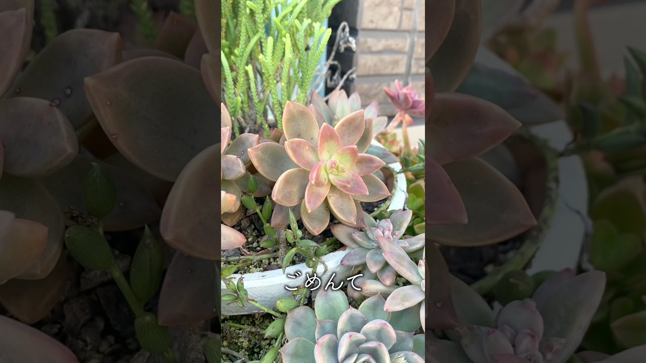 【多肉植物】新年のご挨拶ですねん【succulent】