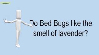 Do Bed Bugs Like The Smell Of Lavender?