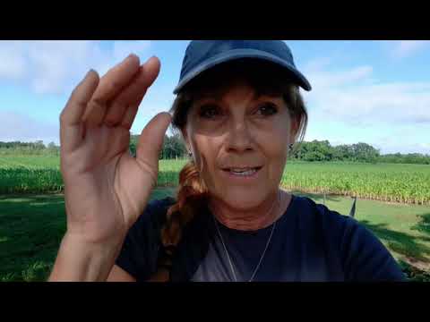 Garden tour, you don't have to have it perfect to grow!