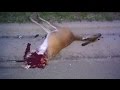 Motorcycle vs Deer Crash!  Yamaha R1 Cuts Deer in Half - Motorcycle Accident Aftermath