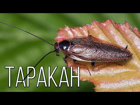 Таракан: Неуязвимое насекомое | Интересные факты про тараканов