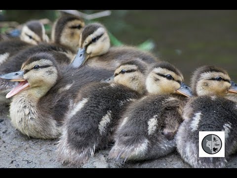 download lagu mp3 mp4 Canard Colvert, download lagu Canard Colvert gratis, unduh video klip Canard Colvert