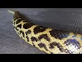 Zoo Clipz Yellow Anaconda Slithering By
