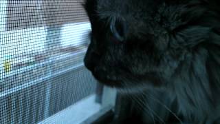 Thunder lightning and RAIN! I like Freya&#39;s reaction to it.