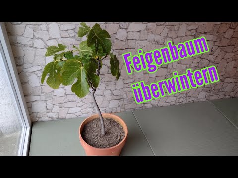 Feigenbaum überwintern Ficus Carica Überwinterung Feigenbaum im Topf nicht winterhart