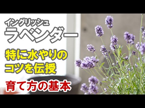 ラベンダーのメンテナンス: 芳香植物の世話をするために採用すべき重要な行動  庭園