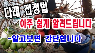 다래전정법 아주 쉽게 알려드립니다(다래나무 전정법, 다래 가지나옴, 다래 열매맺는 성질을 이용한 다래 전정법…