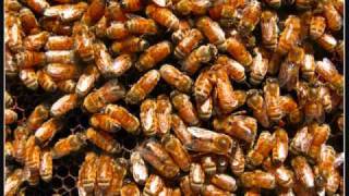 Angry Bees-Scrap Matter