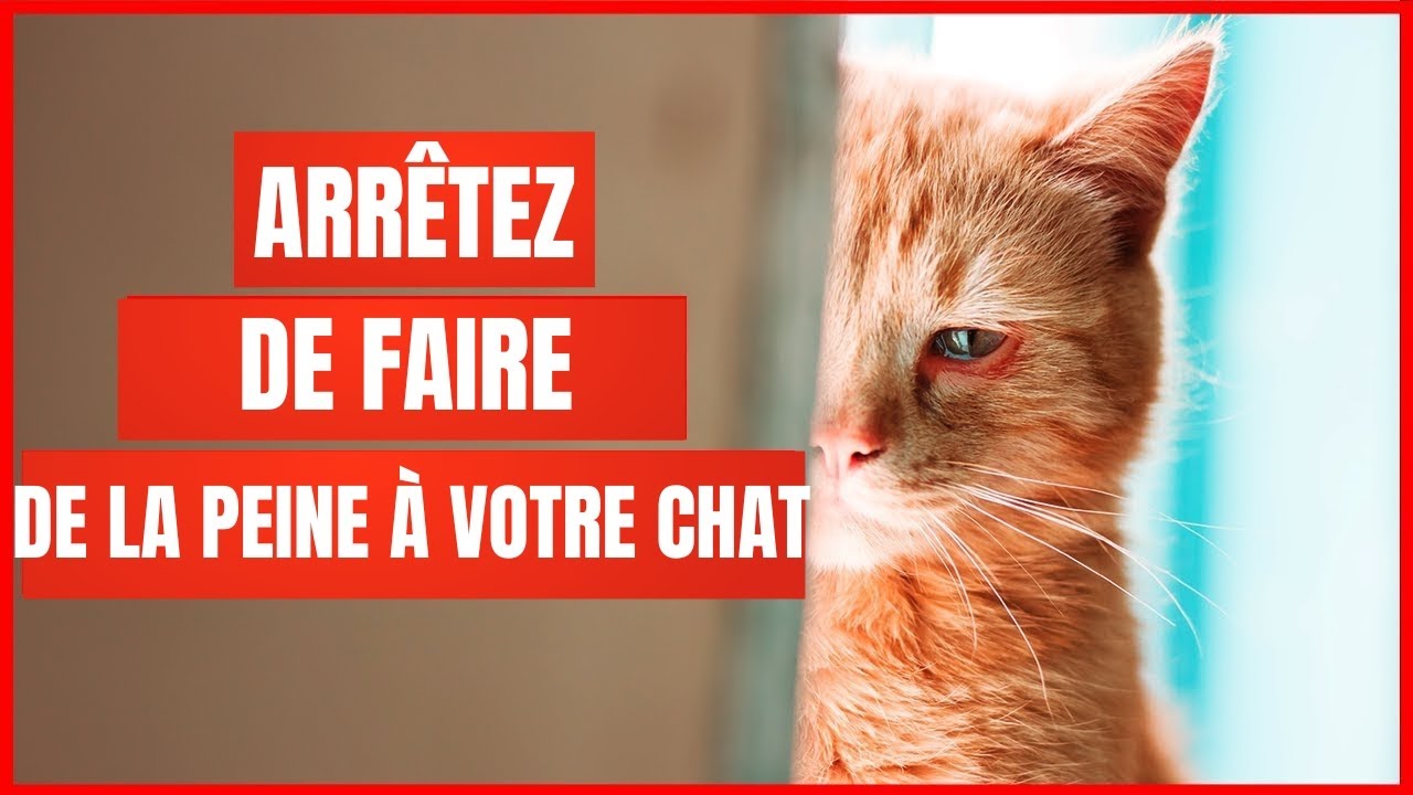 16 Choses qui blessent ÉMOTIONNELLEMENT votre chat | Incroyablement Top